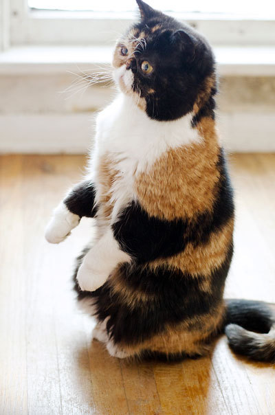 みけ（三毛猫）