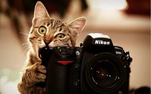 遊び好きな猫