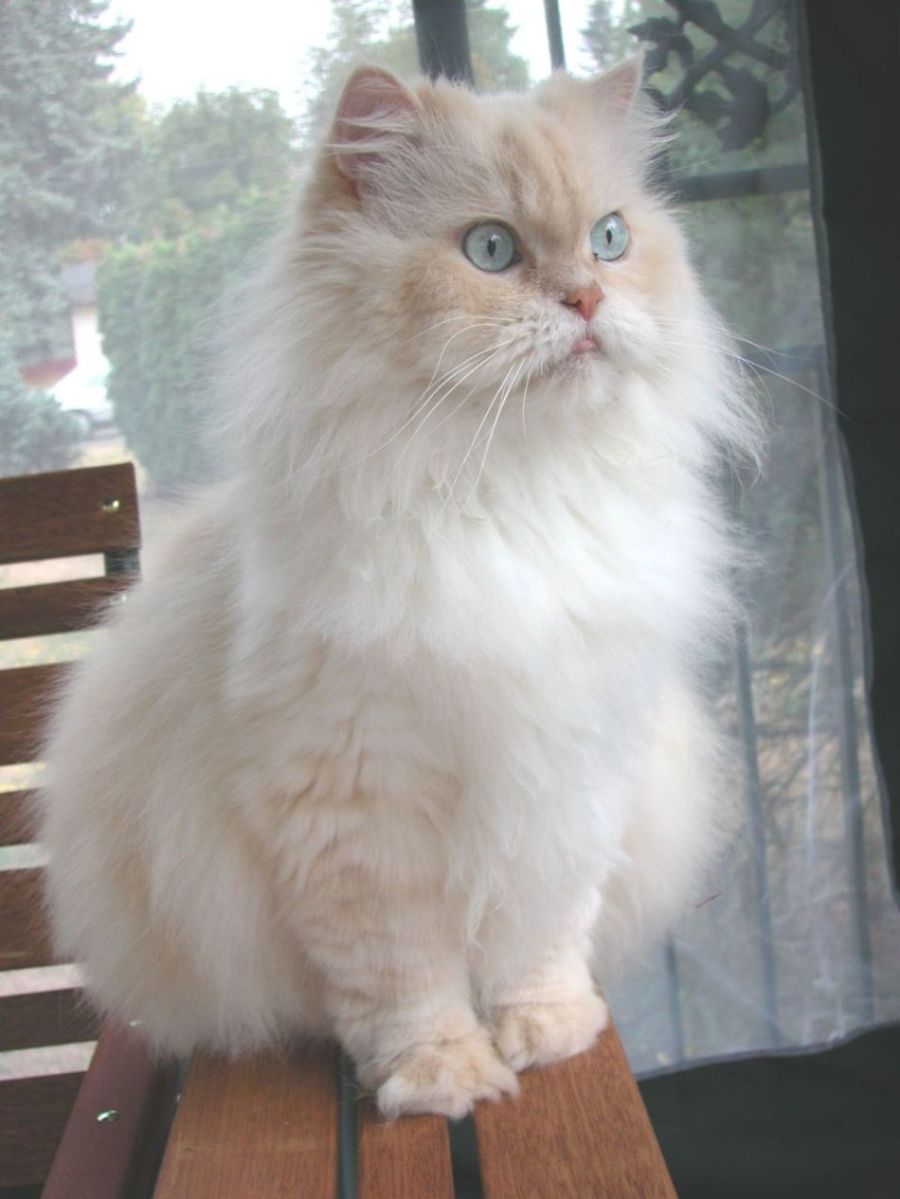 お出迎えする猫